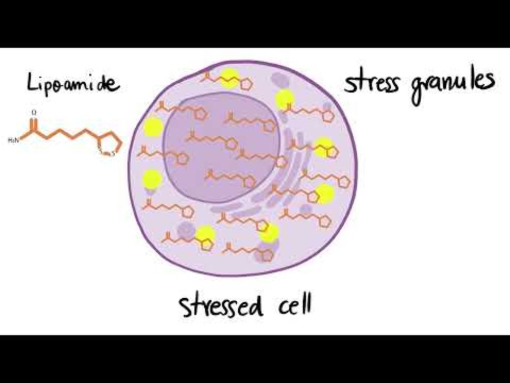 Molecule Disarms Cellular Stress Granules Linked to ALS
