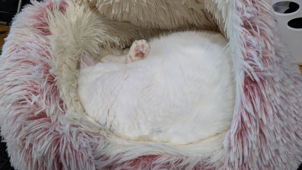 Photo of Sasha, a white cat, asleep in a fluffy cave bed. she's curled up such that the only things visible other than an expanse of white fluff are one ear and one foot with pink paw pads sticking up