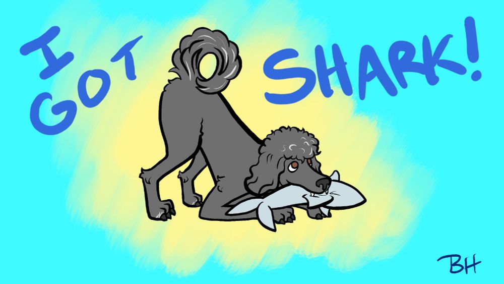 A black poodle with white streaks in his fur holds a stuffed shark in his mouth while bowing playfully. Blue text around him reads "I GOT SHARK!"