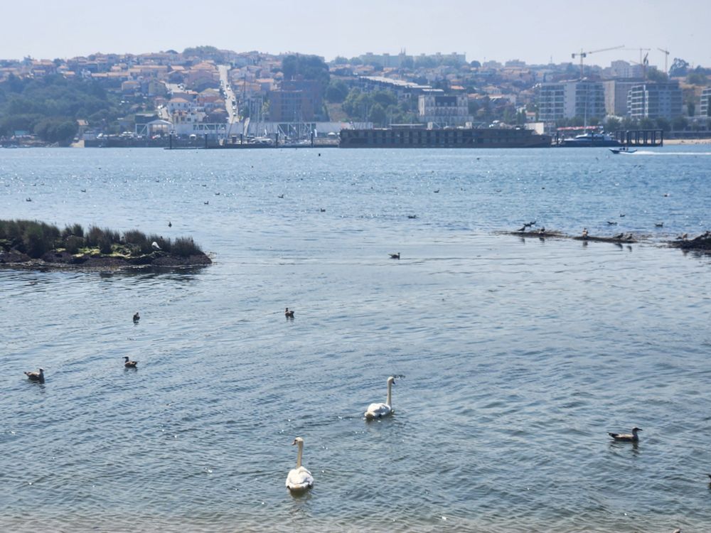 Two swans swim in Douro River in the foreground. Some Seagulls also. Construction of condos looms in the distance, across the river, on the Gaia side of the river.
