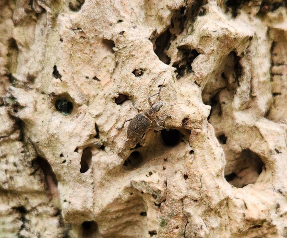 A brown insect with long antenna is well camouflaged against gnarly and holey cork tree bark