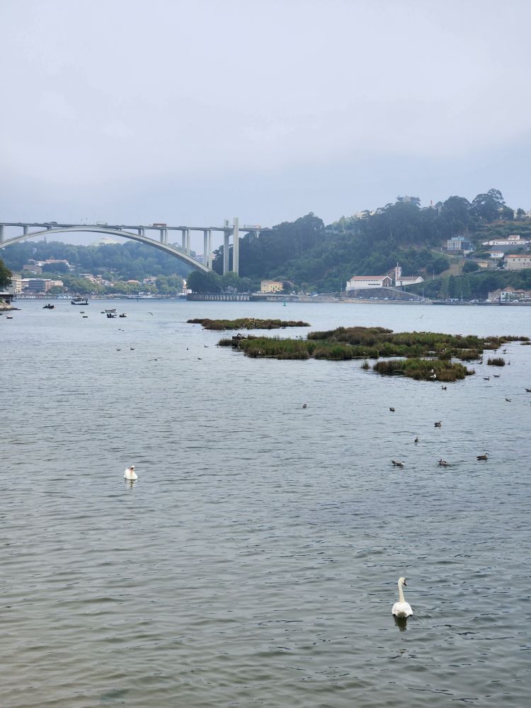 Two mute swans float on the douro river at the observatório das aves near Foz neighborhood. The Ponte de Arrábida (bridge) and city of Vila Nova de Gaia can be seen in the distance. It is a hazy day with recent wildfires in the area