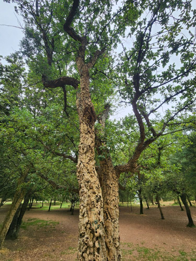 A tall tree covered in gnarly holey bark with leafy green foliage and twisty branches stands tall in a quiet park in Maia, Portugal 