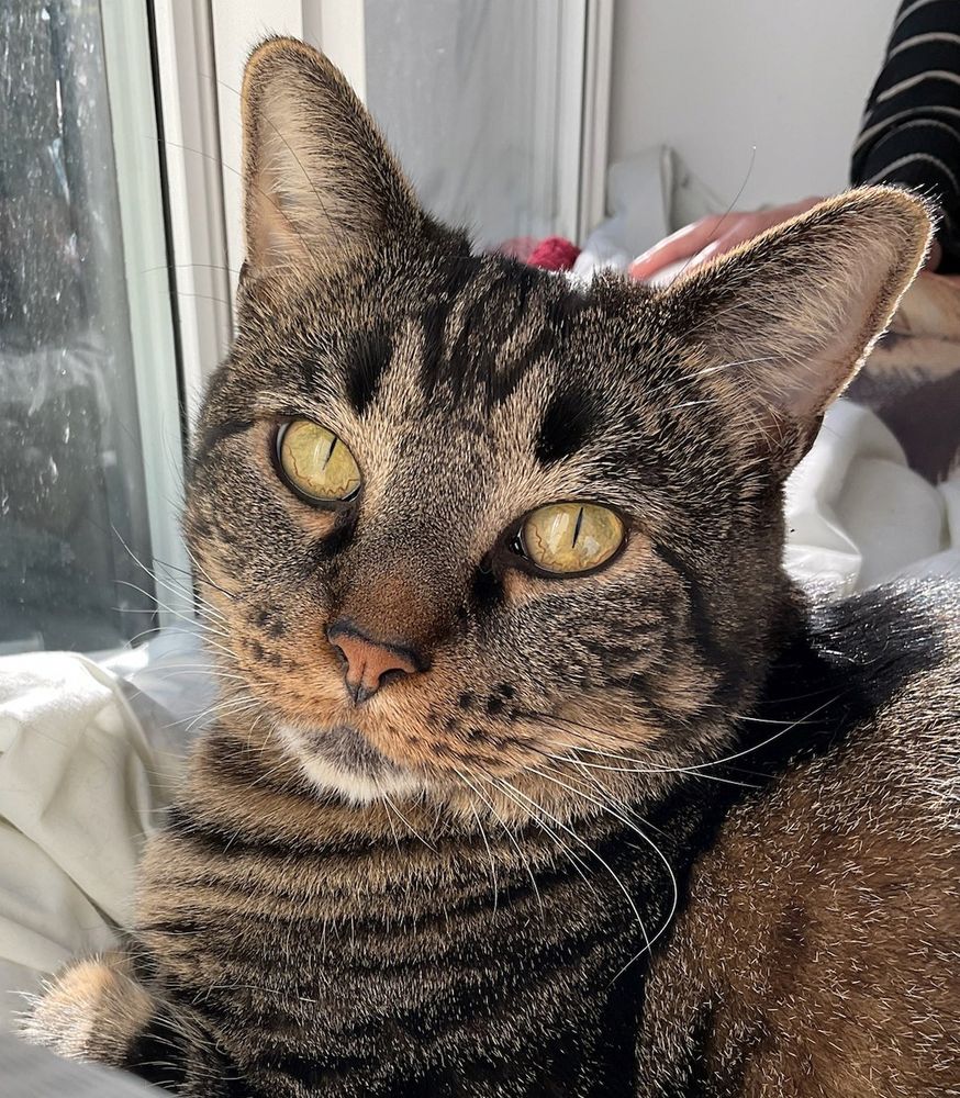 a very large tabby staring left at the camera with tiny slit golden eyes on a bright sunny morning