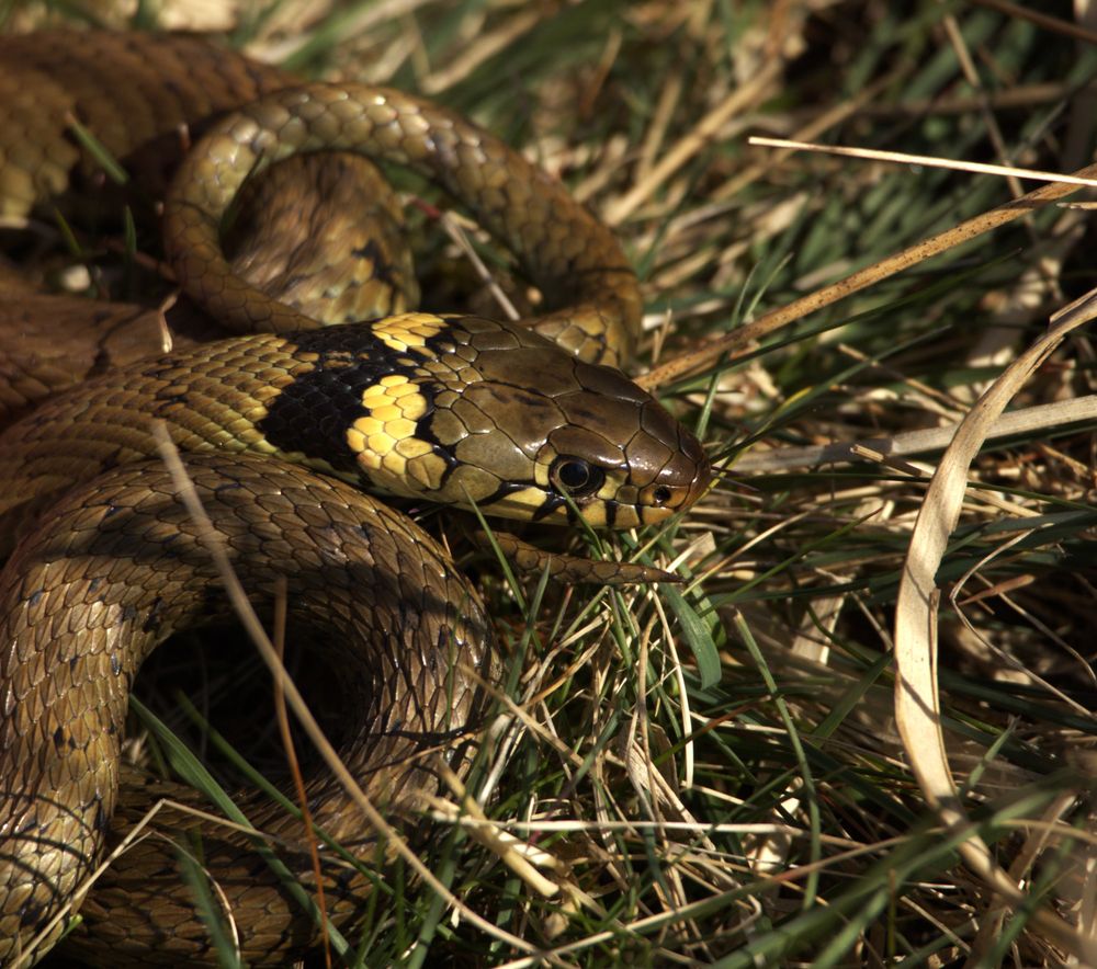 A grass snake resting in the grass
