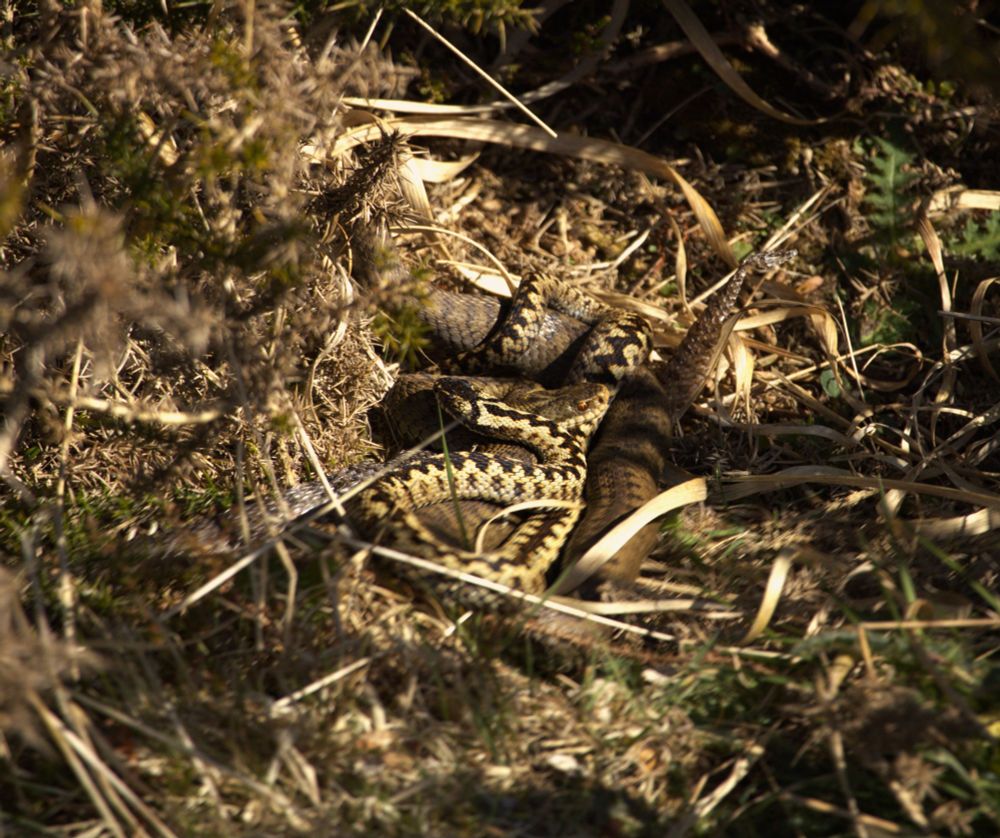 A male and a female adder making the most of a warming patch of sun in the gorse