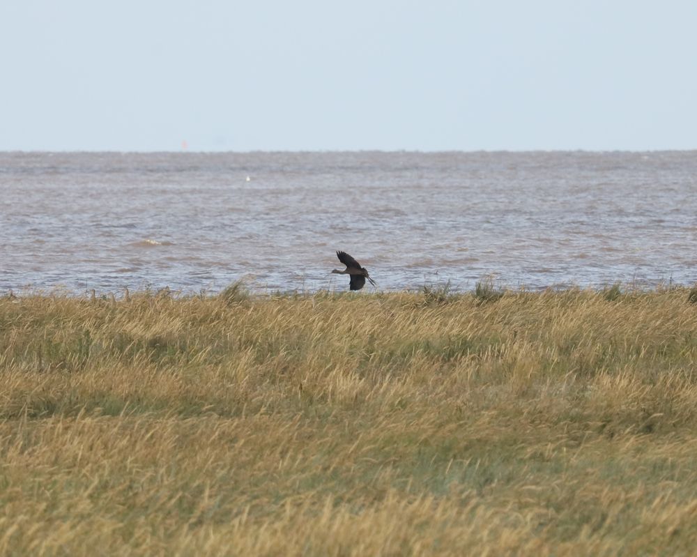 A glossy ibis flying just above some greenery, with a grey sea in the background