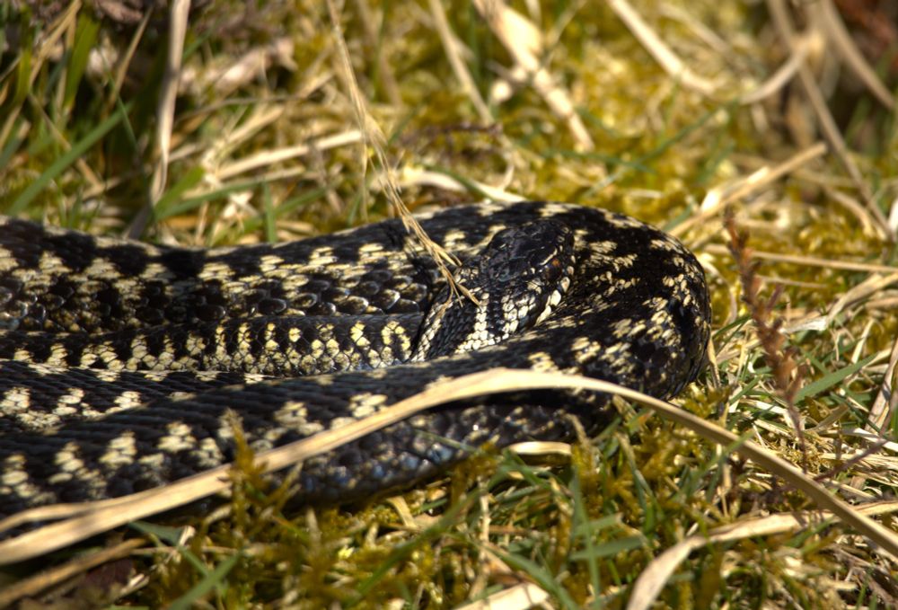 A male adder sunning itself