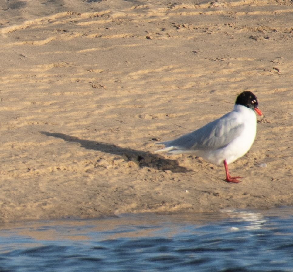 One of the many med gulls on the Hayle Estuary today