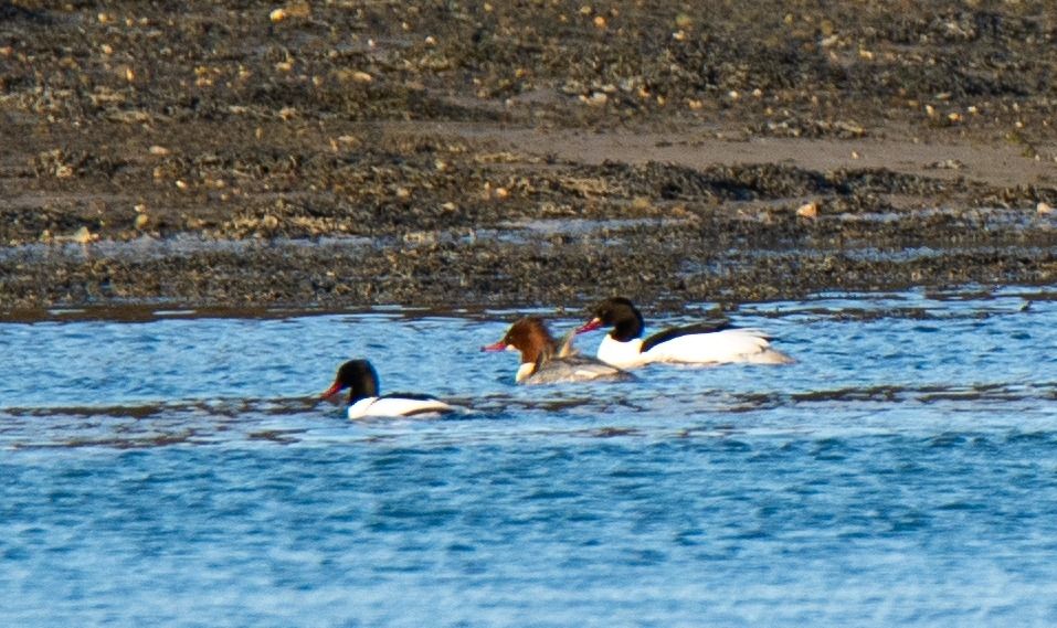 Some goosanders from the Hayle, always lovely birds to see