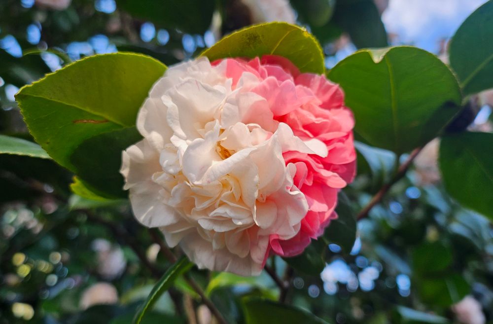 Camélia rosada com mutação de pétalas de cor pink.