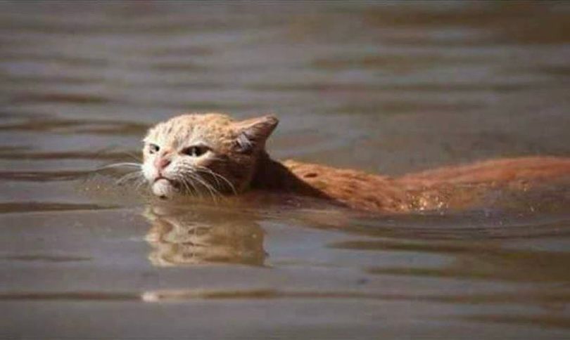 Pissed off ginger cat swimming, looking angrily towards the camera (after hurricane Katrina) 