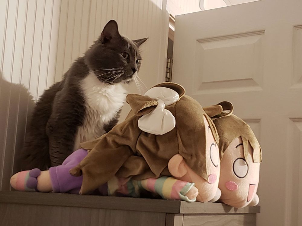 A gray and white cat sitting on a chest of drawers behind two Kotori Minami nesoberi.