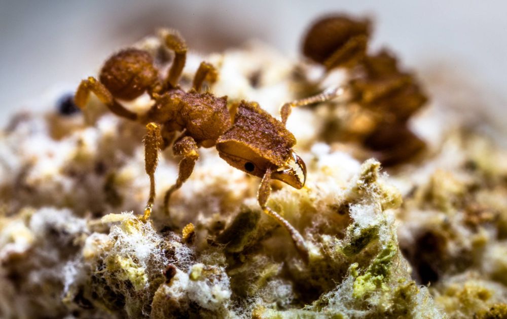 Queda de asteroide que pôs fim aos dinossauros levou formigas a cultivar fungos