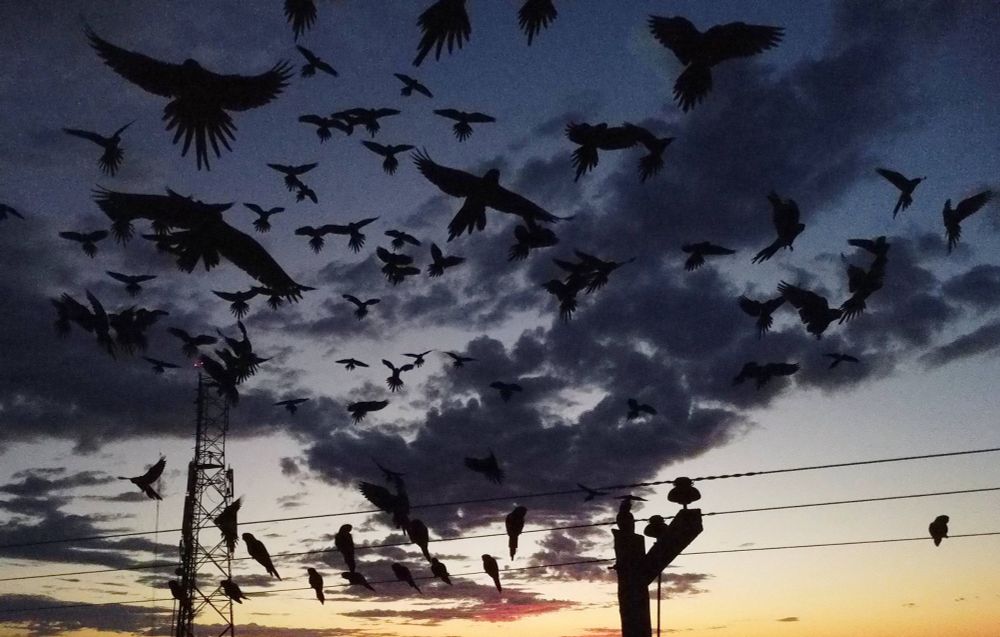 Cidade argentina luta contra invasão de papagaios