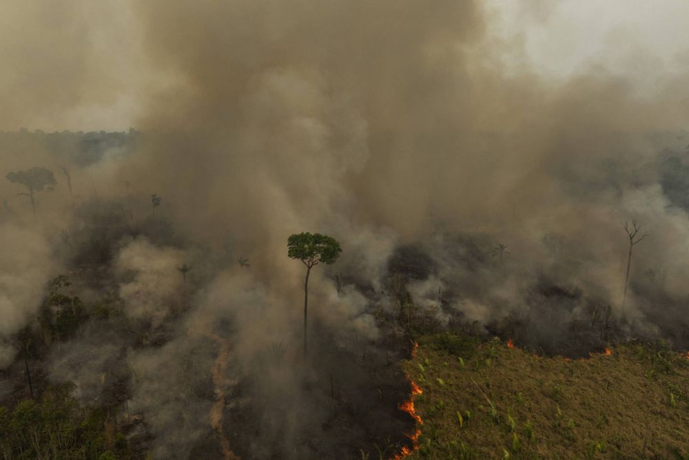 Causas naturais são insignificantes em incêndios no Brasil - 24/09/2024 - Ambiente - Folha