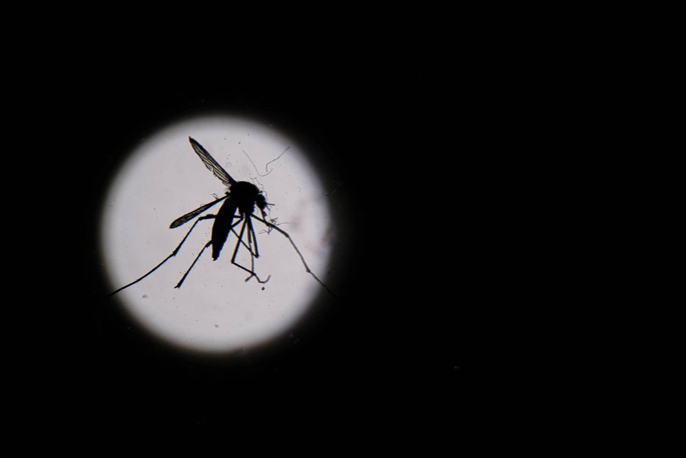 OMS lança plano de combate à dengue com custo estimado de R$ 301 milhões