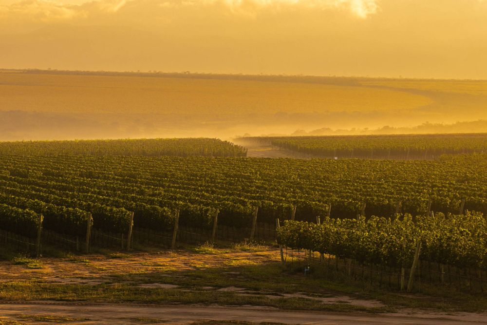 Sertão baiano desponta como novo terroir vinícola, com temperatura amena