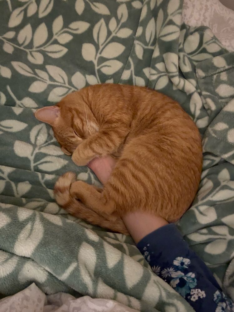 Percy curled around my arm the night before he had saddle thrombus