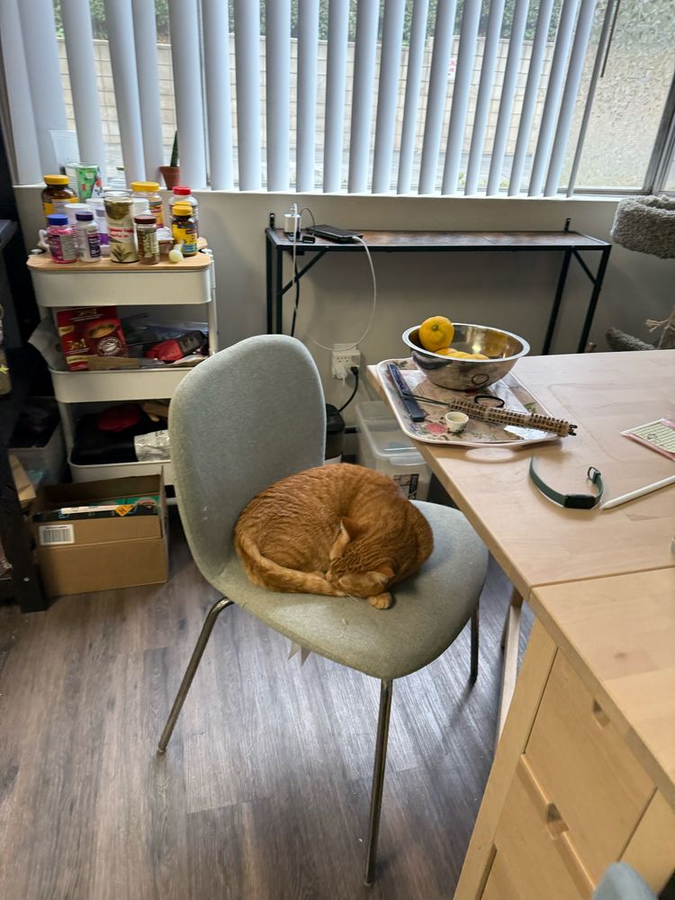 Far view of Percy rolled up like a bagel on the dining chair