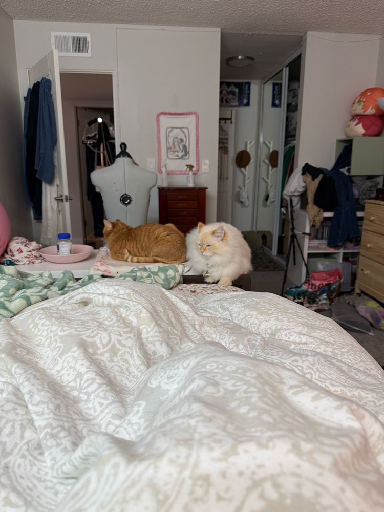 Saga of Percy hogging Artie’s favorite sitting spot and baby blanket part 1. Far shot of Percy hogging the blanket while Artie teeters close to the edge of the shelf seat, barely getting the corner of the blanket.