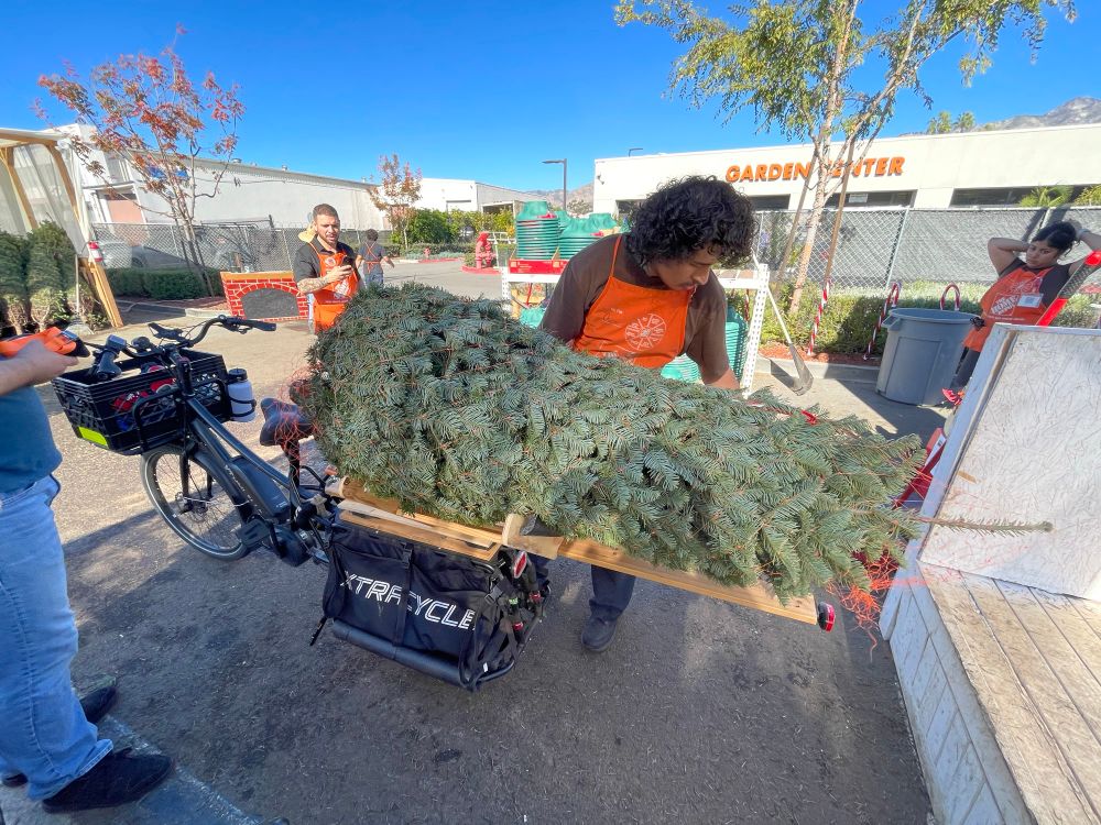 Person loads a Christmas tree on a cargobike. 