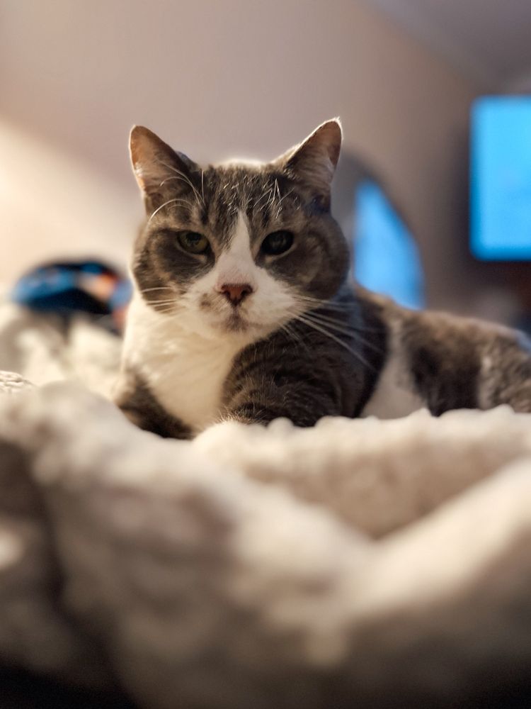 A handsome ok grey tabby cat on a fluffy white blanket. 