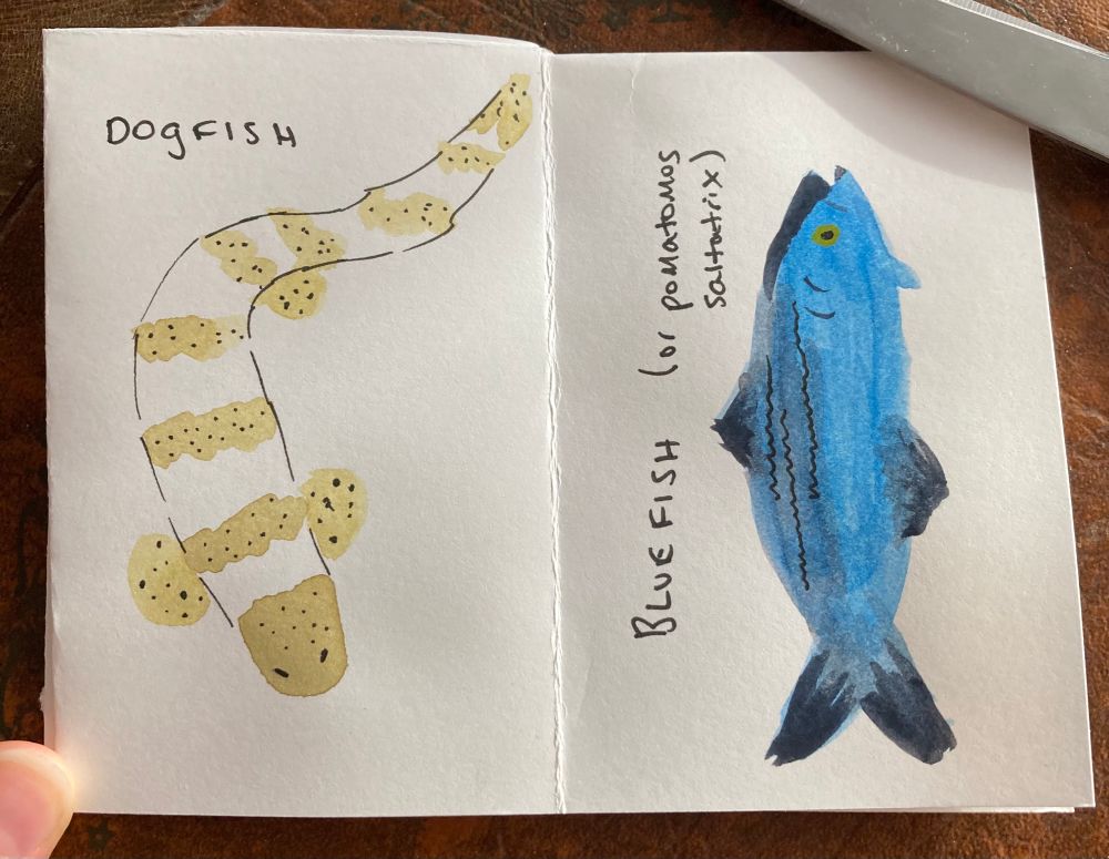 Pages 5 and 6, with a dogfish and a bluefish (scientific name included)