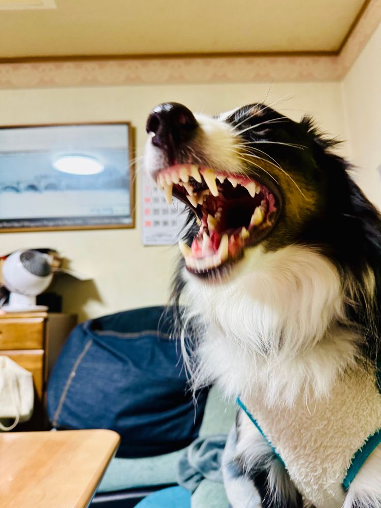 シェットランド・シープドッグがあくびをした瞬間を撮影した。大きな口を閉じる瞬間、唇を引き歯がしっかりと剥き出しになっている。