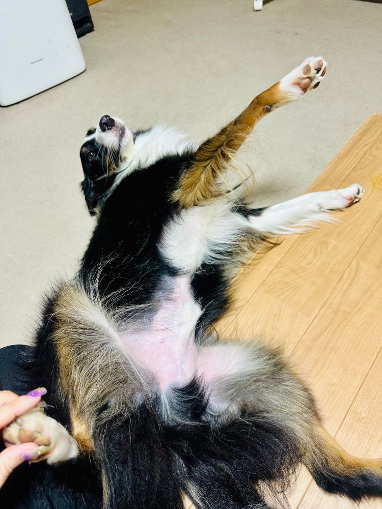 人間の帰宅が嬉しく、腹を見せて歓迎しているシェットランド・シープドッグ