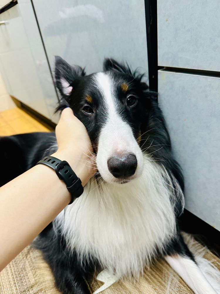 ほっぺたを撫でられて満足げなシェットランド・シープドッグ