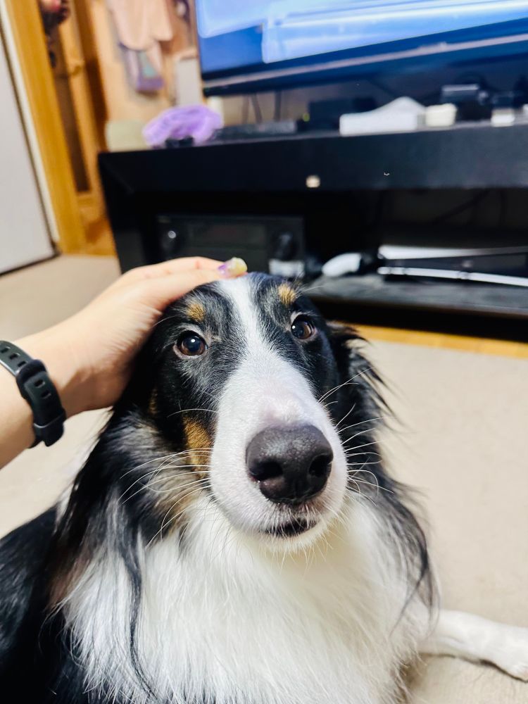 頭を撫でられてご機嫌で嬉しくなっているシェットランド・シープドッグ。耳を後ろに倒し、できるだけ撫でられやすくしている