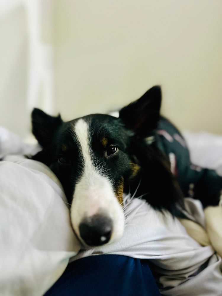 かけ布団の上に寝ることで人間に布団を被らせないようにしているシェットランド・シープドッグ