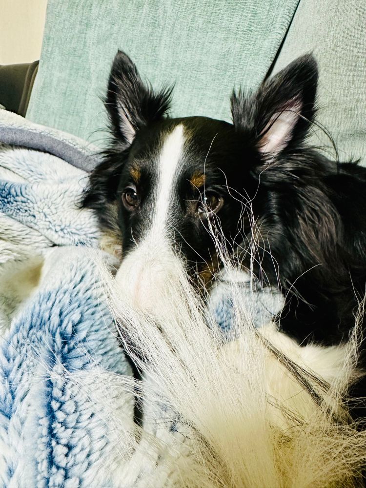 布団の上でくるりと丸くなり、尻尾で鼻先を隠しているシェットランド・シープドッグ