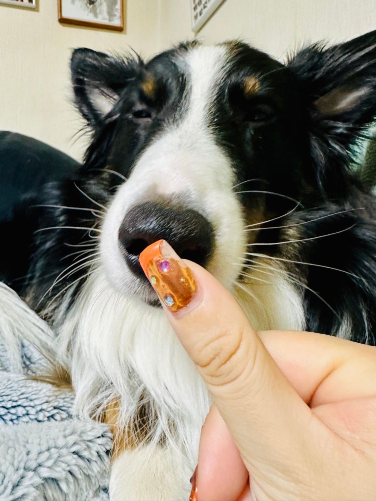 渋い顔で指の匂いを嗅いでいるシェットランド・シープドッグ