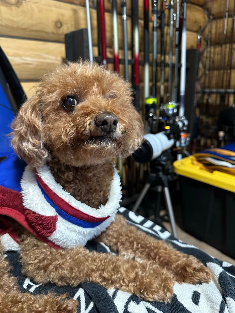 山小屋にいるトイプードル