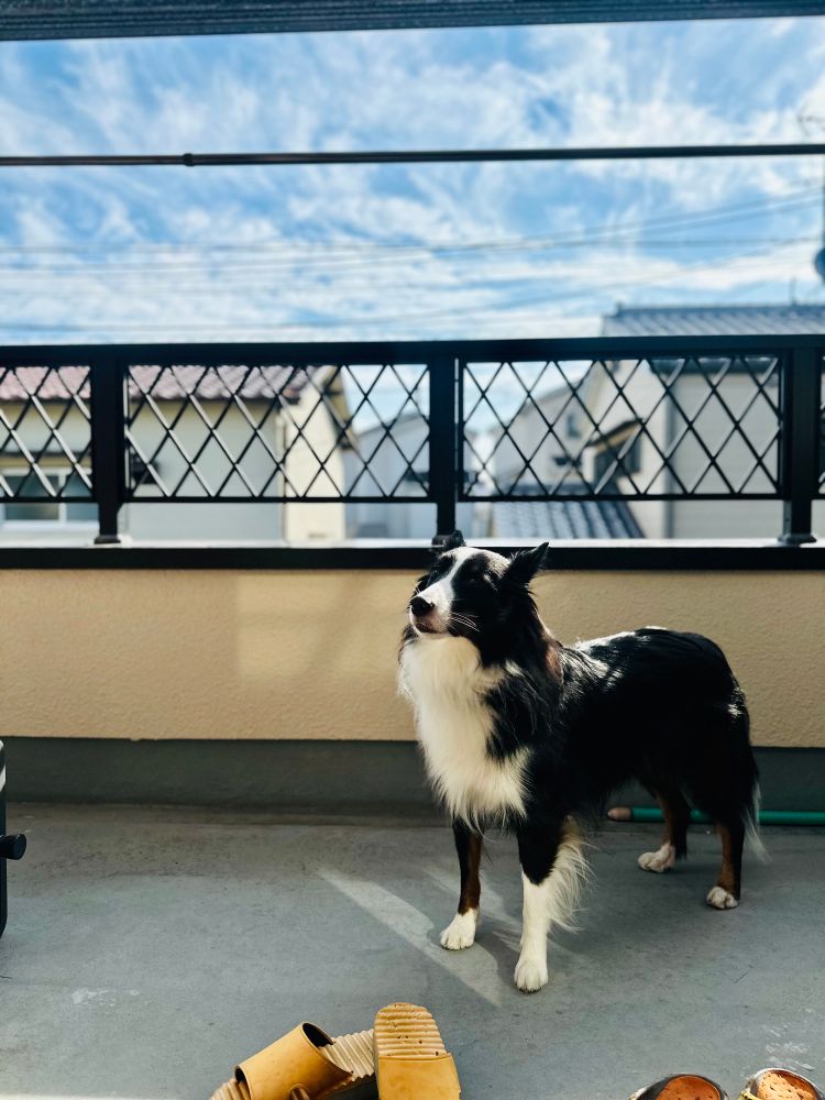ベランダで陽の光を浴びたり風の匂いを嗅いでいるシェットランド・シープドッグ