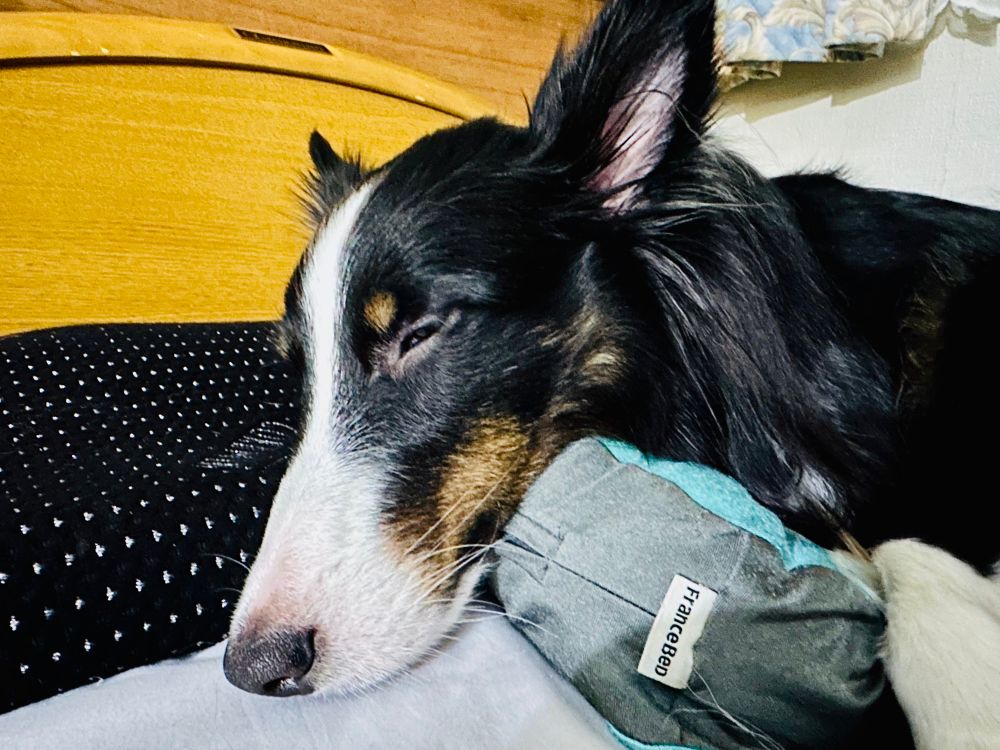 人間の枕をうまく使って眠るシェットランド・シープドッグ