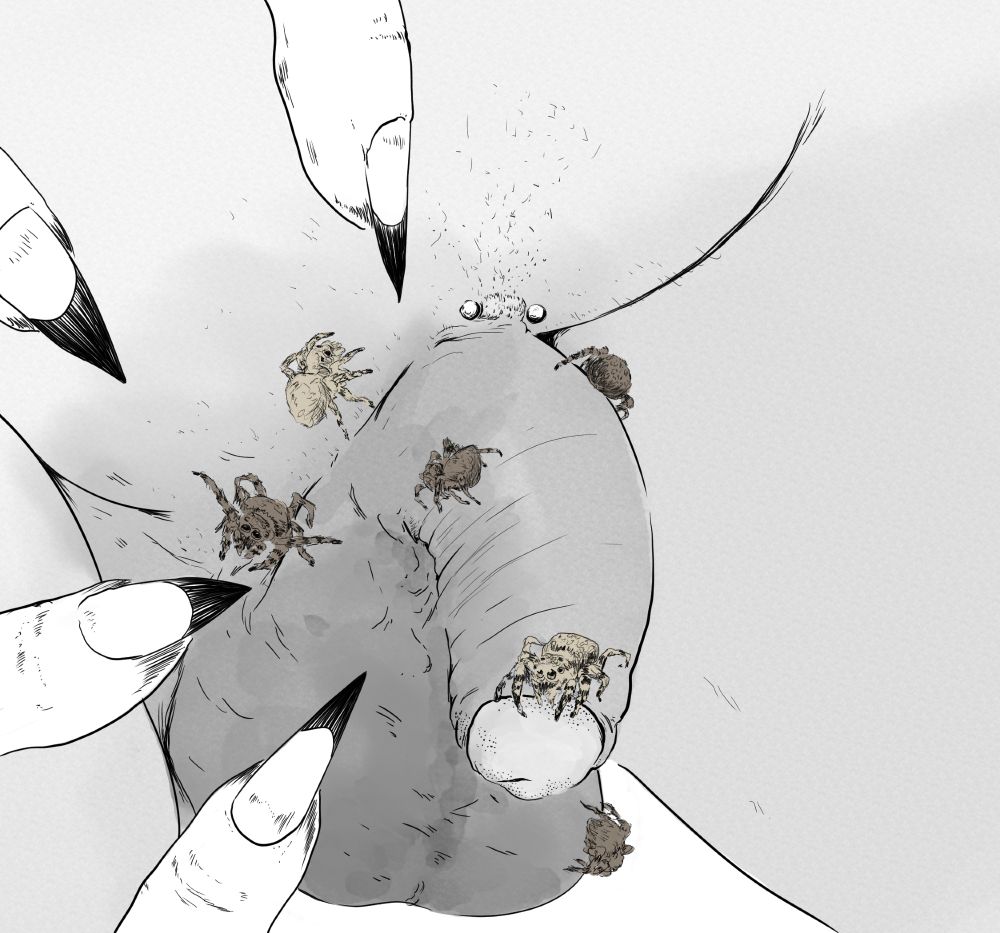 an illustration with muted colouring. a dick and some thighs, the dick is soft and darker than the surrounding skin. circumcised, there is some visible glans emerging. just above the shaft there is a small piercing, two little balls on either side of the bar. the mound above is speckled with some light stubble. around the dick, coming from three sides of the frame, are fingers with long sharp nails, each one tipped with black.

the main focus of the drawing is a series of a small jumping spiders scurrying over the soft dick. they are furry and striped. one of them is responding to a fingernail with wide arms, a threat response.