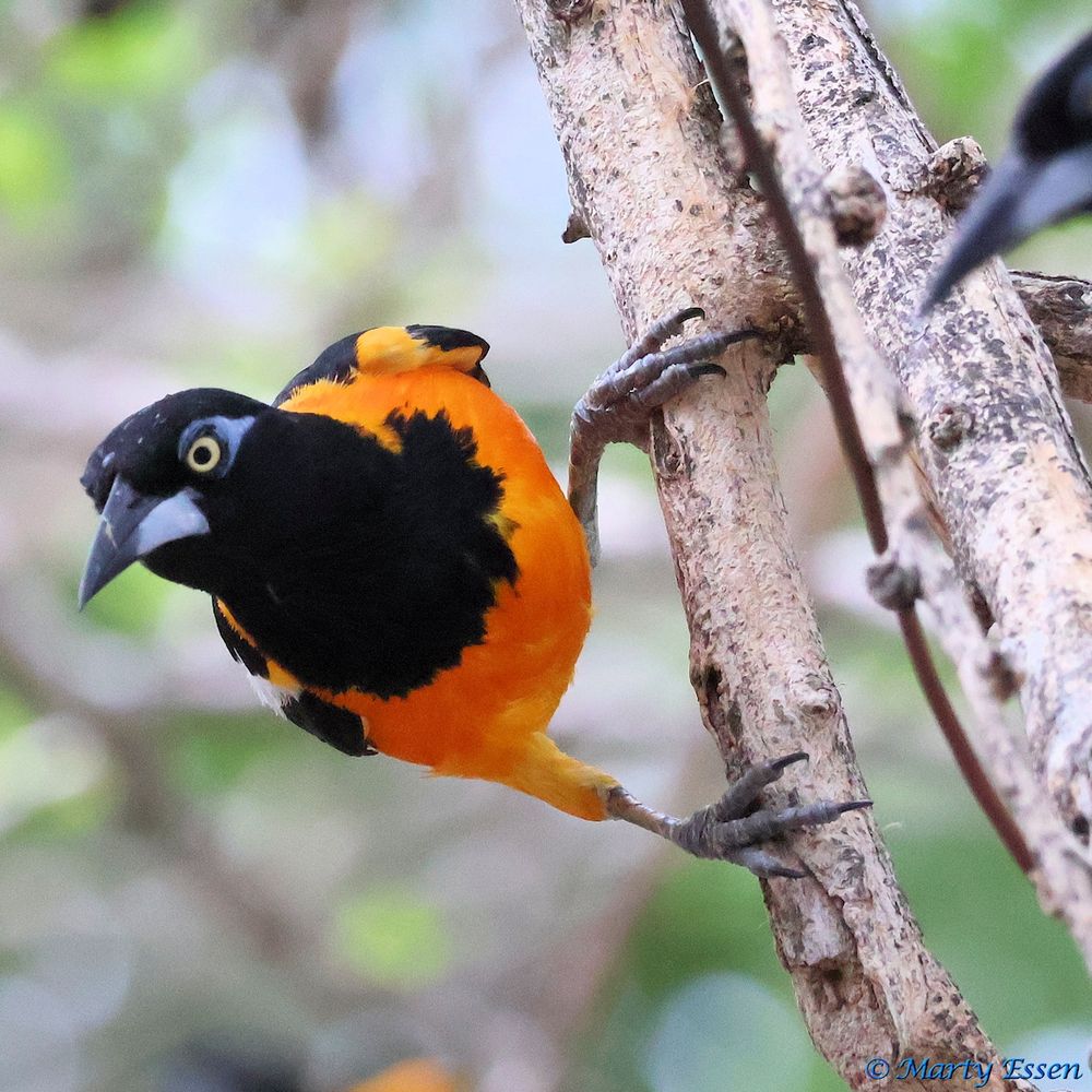 
Marty’s photo of the day #4885: This is a Venezuelan troupial, photographed last year in Bonaire. As the name suggests, the are native to Venezuela. Apparently they were introduced to the island in 1973, when a local friar released some there.
