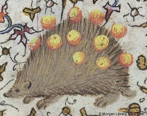 A medieval manuscript illustration of a hedgehog with apples or large berries stuck in its spines.