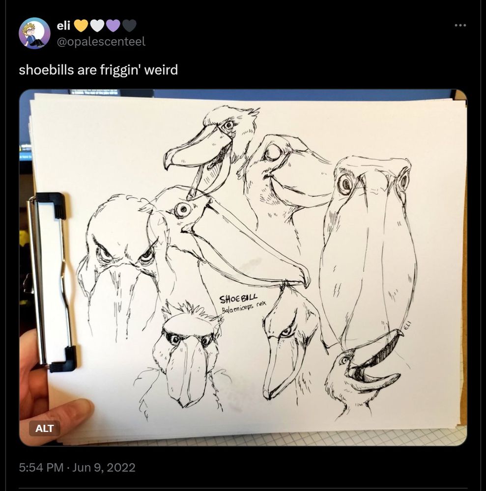 twitter screenshot of a drawing from 2022 of a bunch of shoebill birds staring menacingly. in my tweet I wrote "shoebills are friggin' weird"
