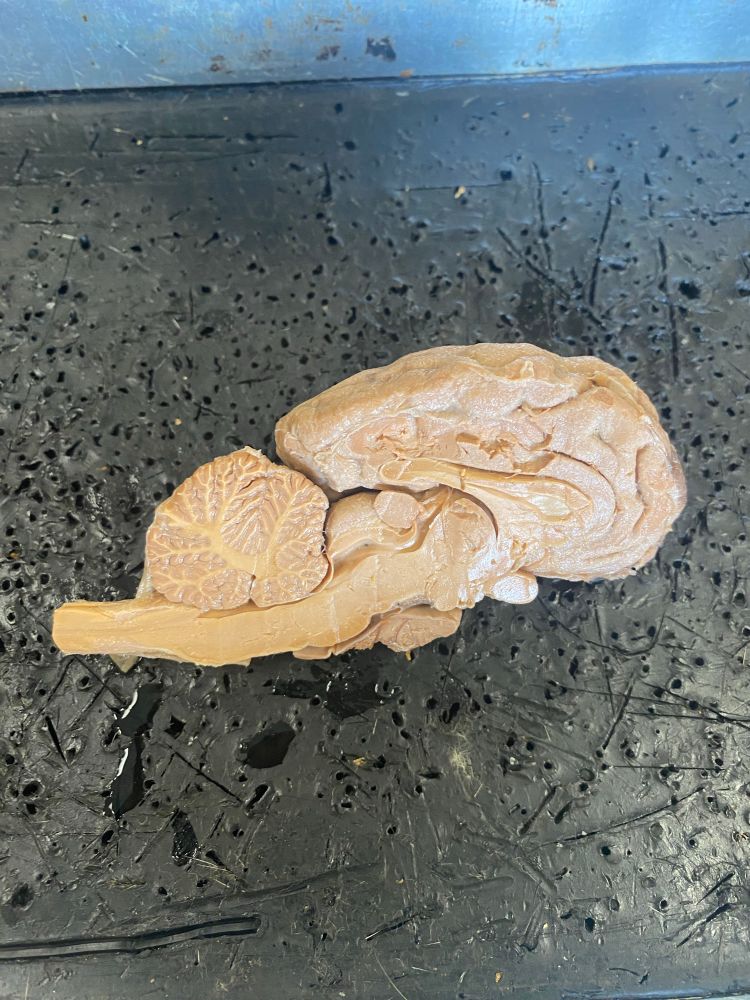 Brain anatomy dissection cut in half. 