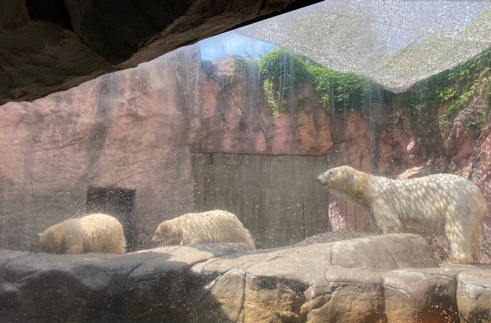 ホッキョクグマの母親と2頭の子グマ