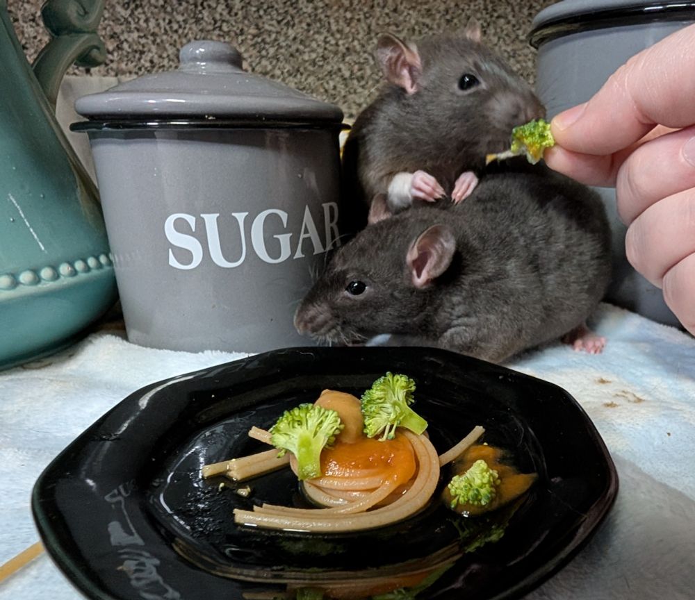 Two black & white rats sitting on a kitchen countertop behind a tiny, rat-sized portion of pasta. I am handing a tiny broccoli piece to Latte the rat. Whole grain spaghetti with carrot puree as the "red sauce" and garnished with tiny chopped broccoli 