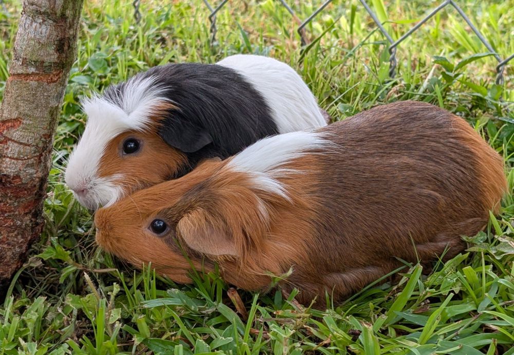 They're trying to steal the same grasses from each other!!!