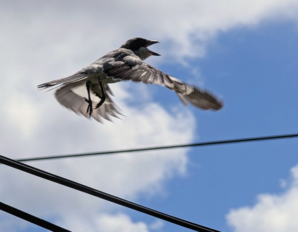 Loggerhead Shrike flying off of a utility wire