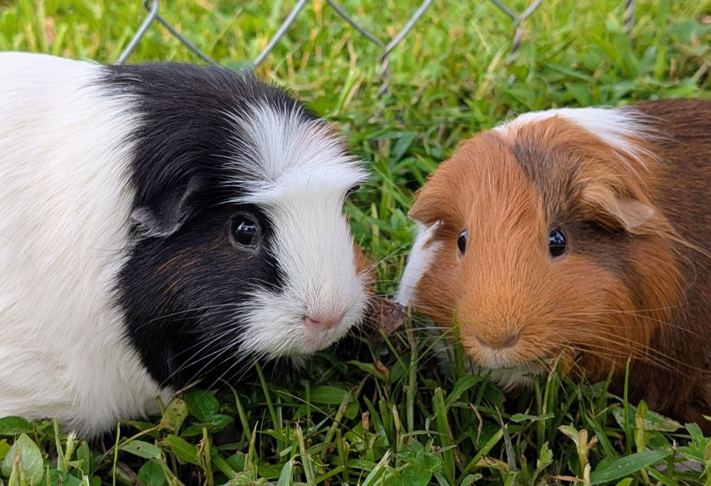 Two guinea pigs looking at the camera