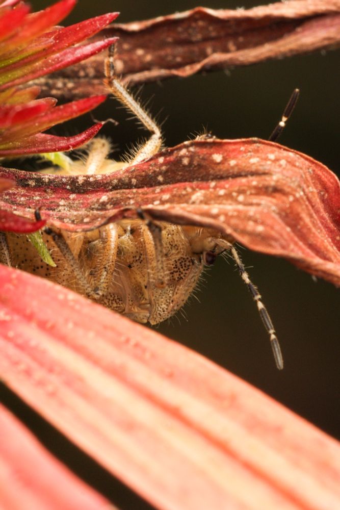A portrait photo which has old, slightly dishelvelled, red petals fanning out from the middle of the left hand side. From behind the middle petal, on either side, the legs of a bug hiding on the reverse can be seen. Just below the petal, about halfway across the frame, enough of the insects body is visible for one eye to be seen, and the black and white striped antennae are also protruding. 