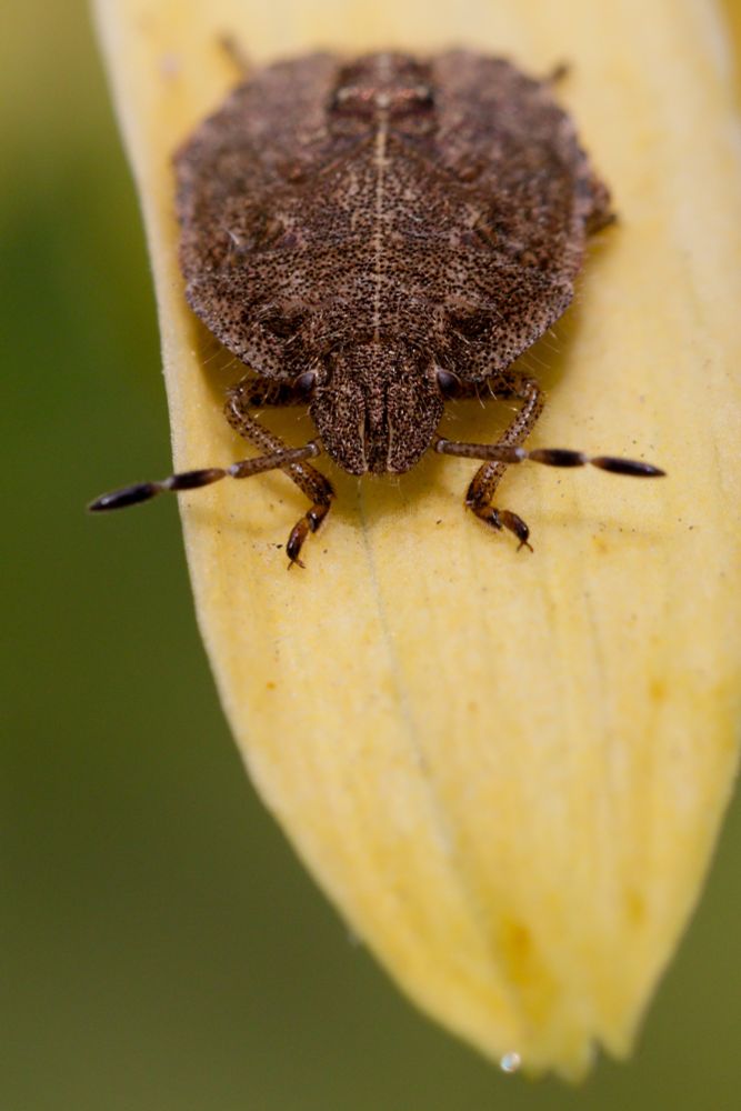 A portrait view of a small disc shaped insect sat on a pale yellow petal which extends like a tongue from the top of the frame, with its tip ending just in frame at the bottom. The background is a dark green blur. The insect is facing the camera, with its eyes in focus and its antennae stretching out either side, with three cigar shaped segments in each. The bug is a dark brown, and it has hairs protruding from its body.
